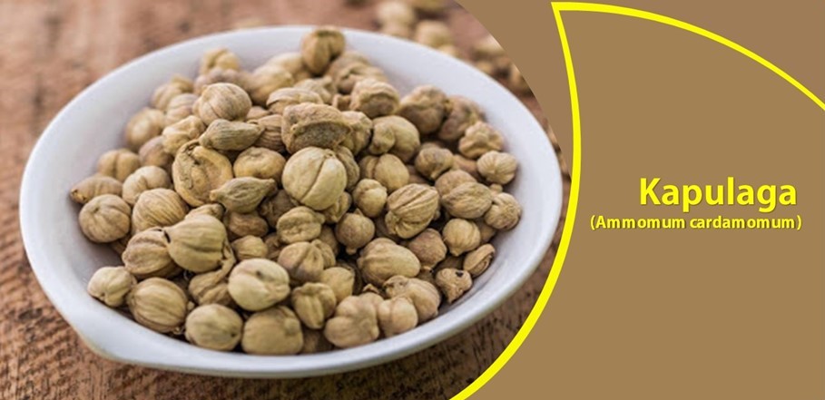 Kapulaga Hilangkan Batuk dan Perut Kembung